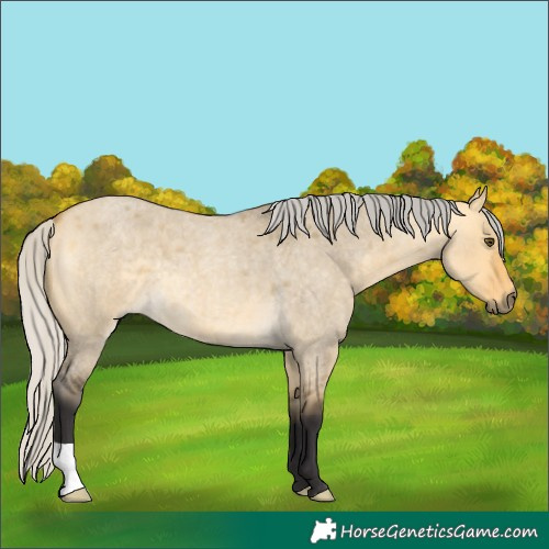 Horse Color:Silver Buckskin Roan Dun 