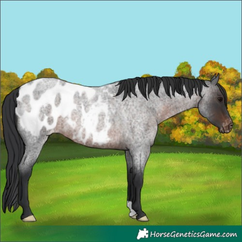 Horse Color:Brown Roan Appaloosa 