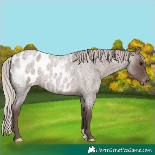 Horse Color:Silver Blue Roan Appaloosa 