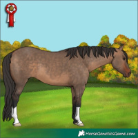 Horse Color:Bay Dun 