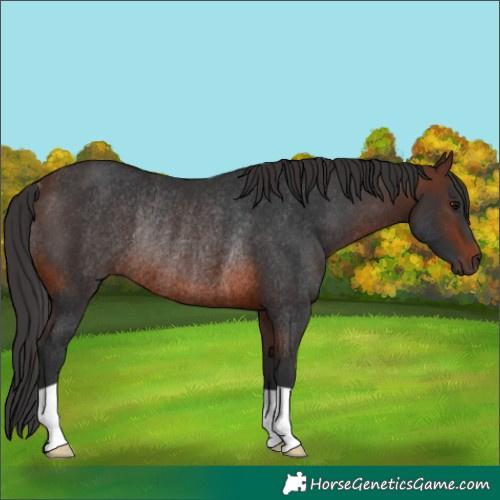 Horse Color:Brown Rabicano 