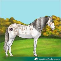 Horse Color:Perlino Sabino and Buckskin Sabino