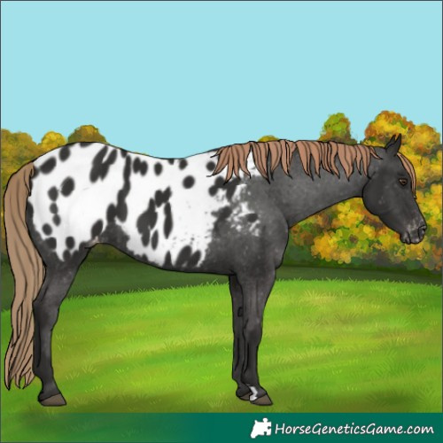 Horse Color:Liver Chestnut Appaloosa 
