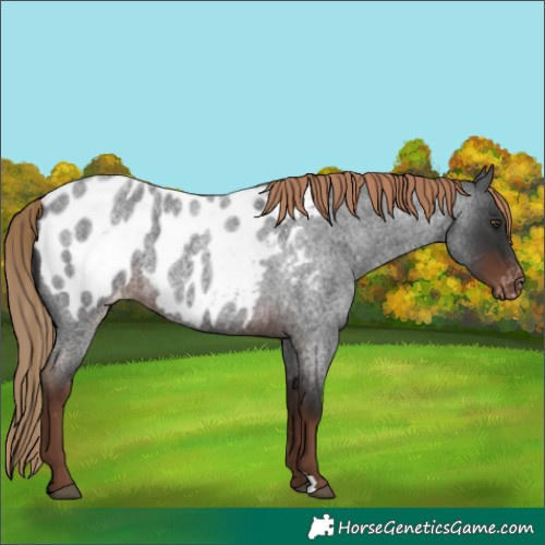 Horse Color:Liver Red Roan Appaloosa 