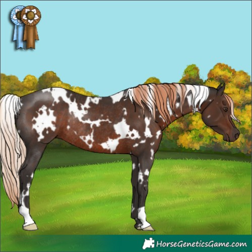 Horse Color:White Spotted Liver Chestnut Rabicano 