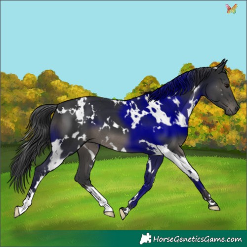 Horse Color:White Spotted Black 