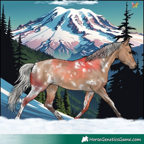 Horse Color:White Spotted Silver Brown Dun Rabicano 