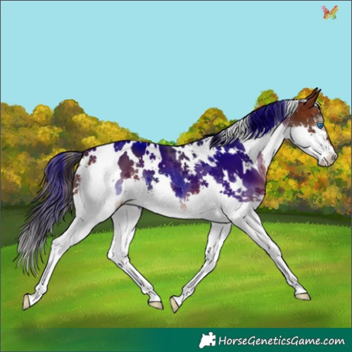 Horse Color:White Spotted Brown Splash 