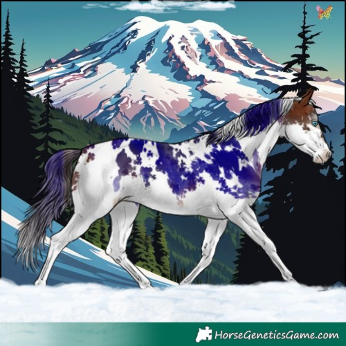 Horse Color:White Spotted Brown Splash 
