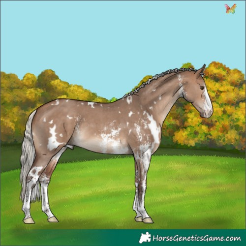 Horse Color:White Spotted Silver Brown Dun Sabino 