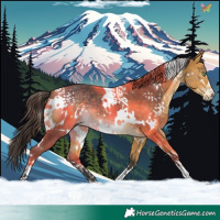 Horse Color:White Spotted Buckskin