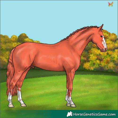 Horse Color:Watercolor Liver Chestnut 