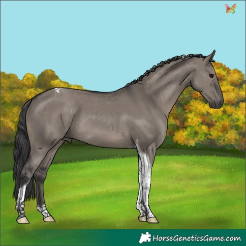 Horse Color:Grullo Tobiano 