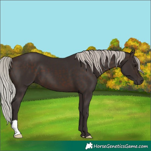 Horse Color:Silver Brown 