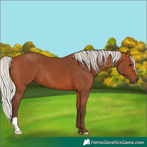 Horse Color:Silver Bay 