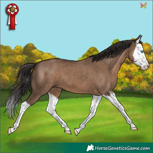 Horse Color:Liver Red Dun Splash
