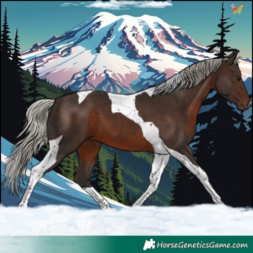 Horse Color:Silver Brown Tobiano 