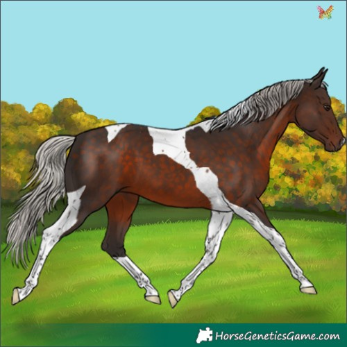 Horse Color:Silver Brown Tobiano 