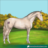 Horse Color:Gold Champagne Pearl Sabino Splash