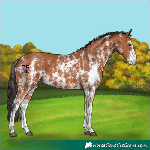 Horse Color:Bay Sabino 