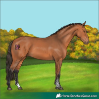 Horse Color:Bay Sabino 