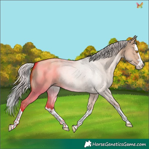 Horse Color:Silver Classic Champagne Dun Splash 
