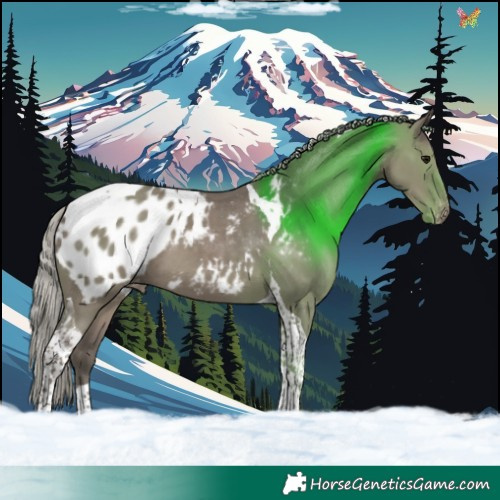 Horse Color:Silver Grullo Tobiano Blanket 