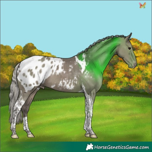 Horse Color:Silver Grullo Tobiano Appaloosa