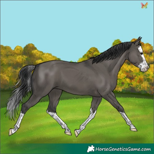 Horse Color:Grullo Splash 