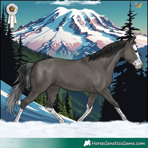 Horse Color:Grullo Splash 