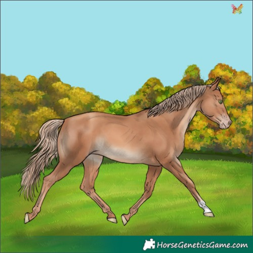 Horse Color:Gold Champagne 