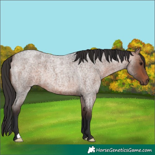 Horse Color:Bay Roan 