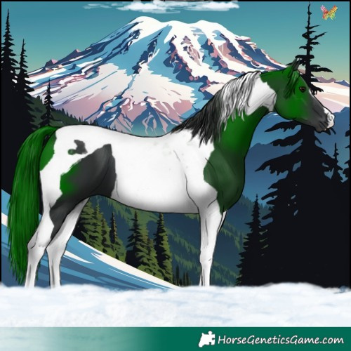 Horse Color:Black Tobiano 