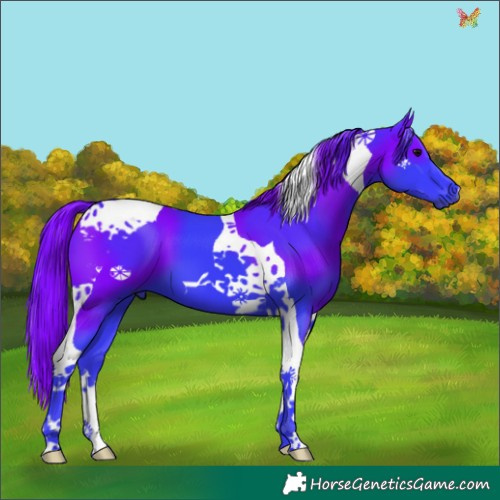 Horse Color:Watercolor Black Tobiano