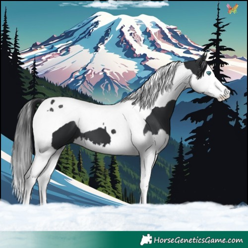 Horse Color:Black Splash Tobiano 