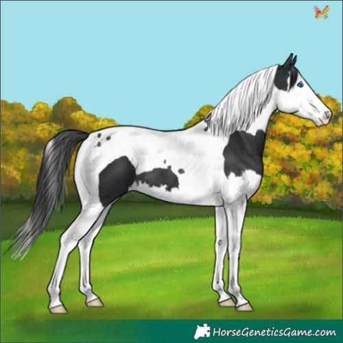 Horse Color:Black Splash Tobiano 