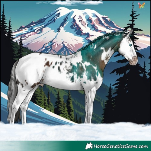 Horse Color:White Spotted Liver Chestnut Splash Appaloosa 
