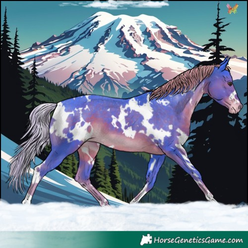Horse Color:Watercolor White Spotted Liver Chestnut Appaloosa 