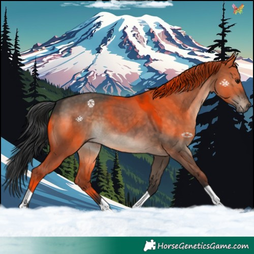 Horse Color:Brown Dun 