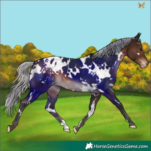 Horse Color:White Spotted Silver Brown Blanket 