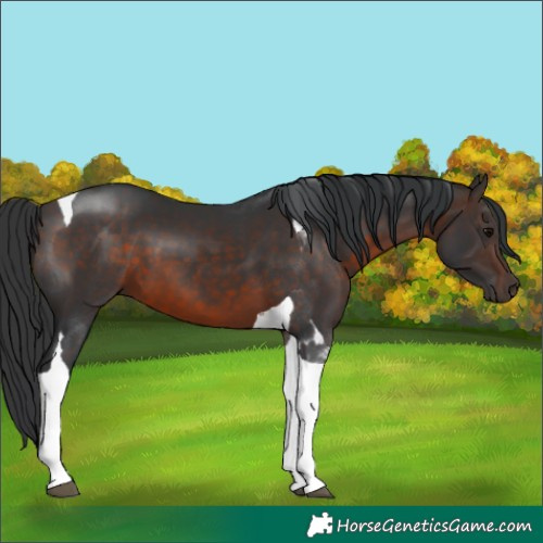 Horse Color:Brown Tobiano 