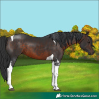 Horse Color:Brown Tobiano