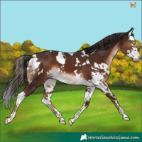 Horse Color:White Spotted Liver Chestnut Splash