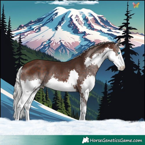 Horse Color:Silver Brown Splash 