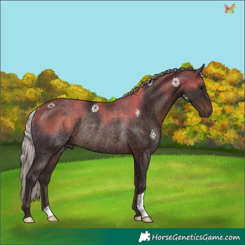 Horse Color:Silver Brown Rabicano