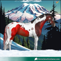 Horse Color:Brown Tobiano 