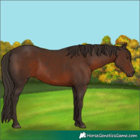 Horse Color:Liver Chestnut 