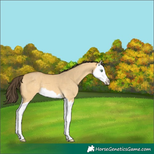 Horse Color:Amber Cream Champagne Dun Splash 