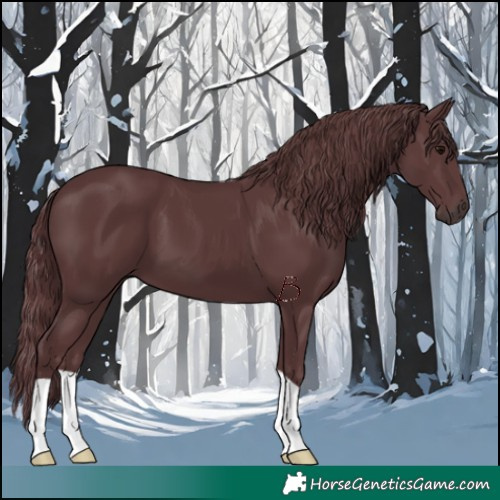 Horse Color:Chocolate Black 