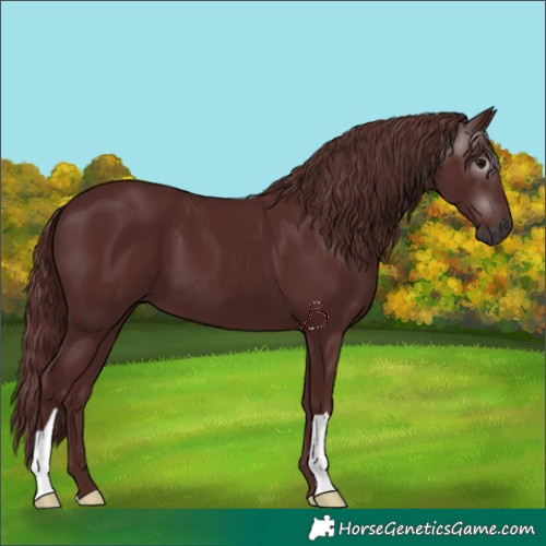 Horse Color:Gray Chocolate Black 